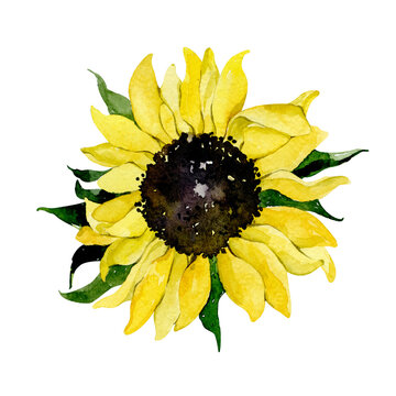 Watercolor sunflower with green leaf on white background. Hand drawn natural element