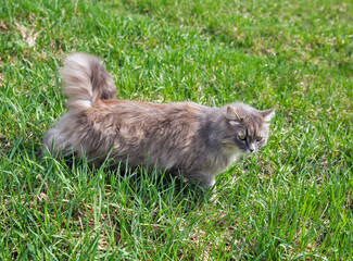 Naklejka na ściany i meble Gray street cat hunting in grass closeup
