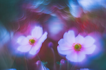 Fototapeta na wymiar Flowers- soft focus effect. Depth of field