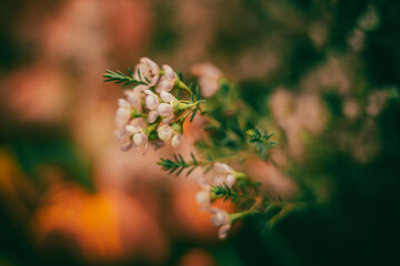 Flowers- soft focus effect. Depth of field