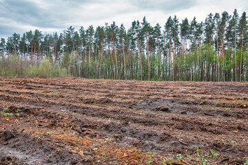 field of uprooted trees in the forest