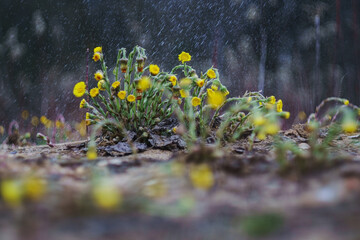 Flowers- soft focus effect. Depth of field