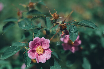 Flowers- soft focus effect. Depth of field