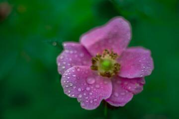 Flowers- soft focus effect. Depth of field