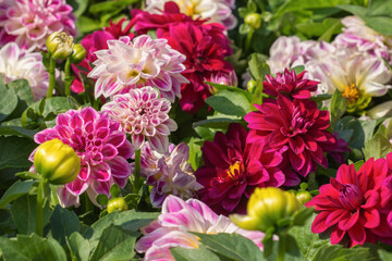 Bunch of colorful dahlia flowers. Springtime at the flower market © Damian Pawlos