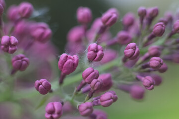 Close up of Syringa flowers