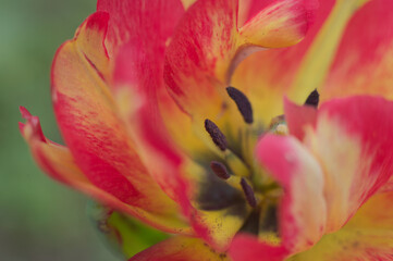 Fototapeta na wymiar Close up of tulip