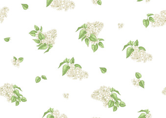 Seamless background with white lilac flowers. Vector illustration. Isolated on white background.