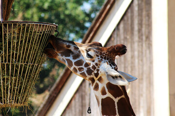 Girafa a comer de uma cesta com palha