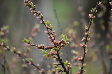 flowers in spring