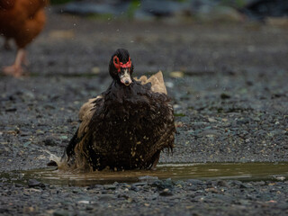 pato dandose un baño, en un pequeño charco
