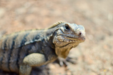 A Close Macro Shot of a Sun-basking Endangered Cuban Rock Iguana  Cuban Ground  West Indian Rock Caribbean  Puerto Rican Rock Iguana  Cyclura Nubila