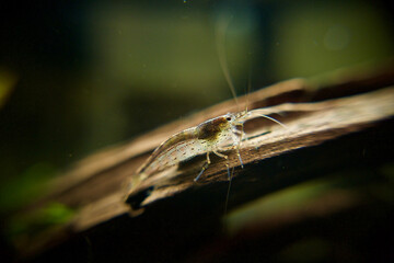 A Single Amano Shrimp (Caridina Multidentata / Japonica, also known as Algae Shrimp / Yamato Shrimp ) on a Malaysian Driftwood Log in a Blackwater Planted Aquascape.