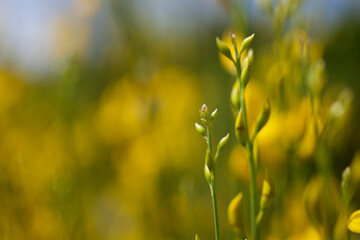 A very shallow depth of field image of yellow flower buds growing from a bush in summertime in Rome, Italy. With beautiful Bokeh in background.