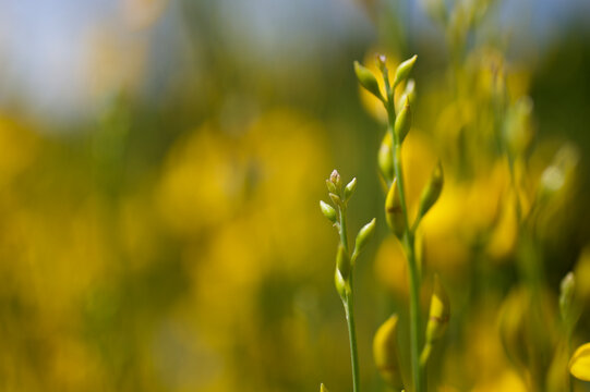A very shallow depth of field image of yellow flower buds growing from a bush in summertime in Rome, Italy. With beautiful Bokeh in background.