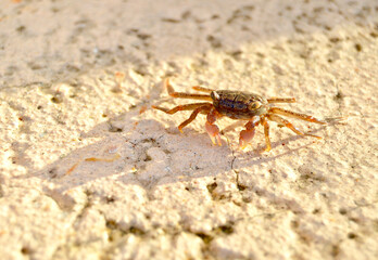 A Small Young Crab Sun Bathing by the Seaside on a Paved Textured Wet Concrete ground Background. Shot in The Florida Keys.