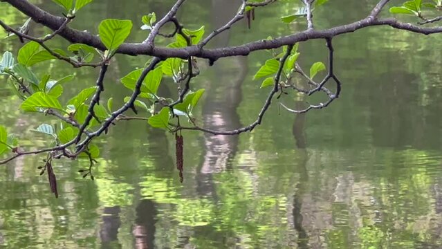GAŁĄŹ Z ZIELONYMI LIŚĆMI NA TLE WODY. WIOSNA 