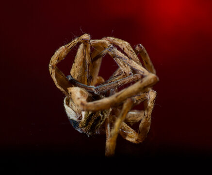 A Close Macro Shot of Dead Spider Carcass in Curious Round Arrangement