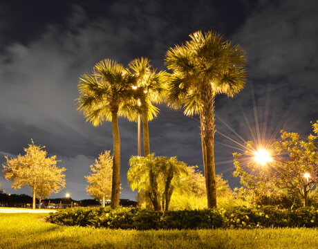 A Nocturnal Long Exposure of a small Group of Sabal Palmetto / Cabbage Palms in Miami Florida. Used Flashlights to Light Paint the Palms in Darkness.