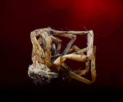 A Close Macro Shot of Dead Spider Carcass in Curious Square Arrangement