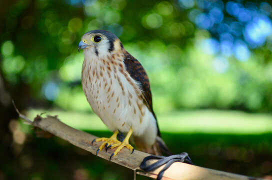 A Close Up of a Single Pet Cuban American Kestrel Falcon (Falco Kurochkini) perched on a Palm Stem. A Blue Sky, Lush Trees, and Sunlight are in the Background De-Focused, producing Crisp Bokeh Soap Bu