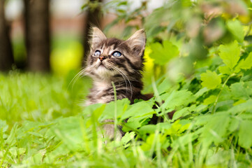 playful fluffy little kitten sits in green foliage. Selective focus, copy space