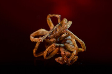 A Close Macro Shot of Two Dead Spiders Carcass in Curious Square Arrangement