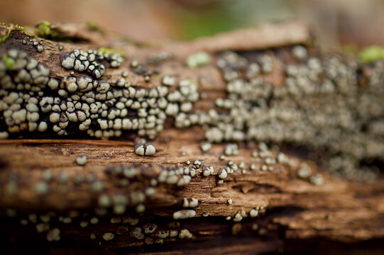 A Macro shot with Shallow Depth of Field of a  Scattered Ceramic Fungus / Ceramic Parchment (Xylobolus Frustulatus, Thelephora Frustulata) / Crust Fungus (Stereaceae) on a Decaying Log in Georgia