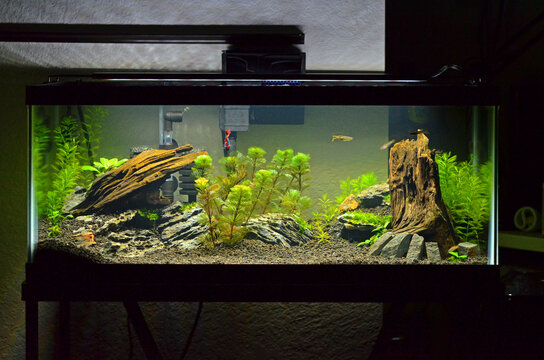 A 20 Gallon Long Planted Aquarium with Small Fish (Zebrafish Danio Rerio) and Live Plants (Fanwort Cabombaceae Cabomba; Green Foxtail Myrio Myriophyllum Pinnatum; Anubias Nana Petite).