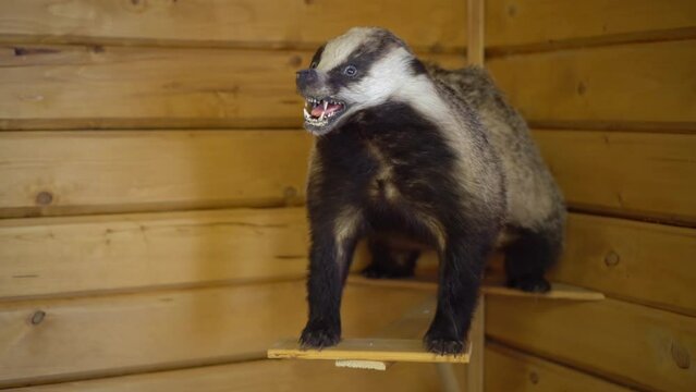 Stuffed European badger on the wall. Decoration of a badger in a hunting lodge. The camera is moving.