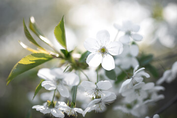 flowers on cherry tree