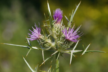 Syrian Thistle (Notobasis syriaca)
