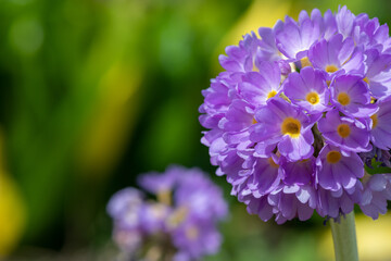 Obraz premium Pink drumstick primula (primula denticulata) flowers in bloom