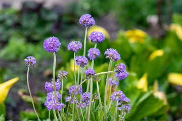 Pink drumstick primula (primula denticulata) flowers in bloom