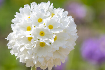 White drumstick primula (primula denticulata) flowers in bloom