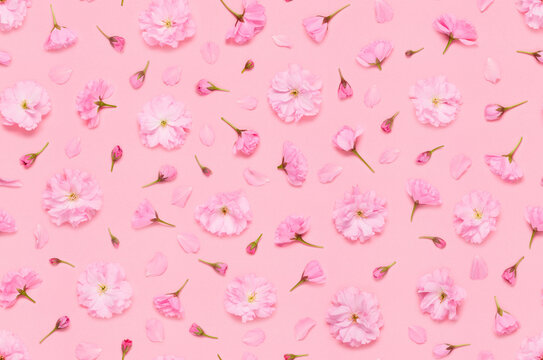 Seamless floral pattern of sakura cherry flowers buds and petals, late blooming double flowered japanese yaezakura on pink background flat lay top view
