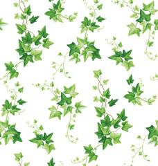 Seamless pattern with ivy. Leaves in realistic style. Climber plant. Foliage design. Vector botanical illustration on a white background.  - obrazy, fototapety, plakaty