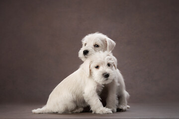two puppies white schnauzer on a brown background. Cute dog portrait