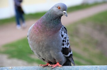one gray dove close up, birds in the city