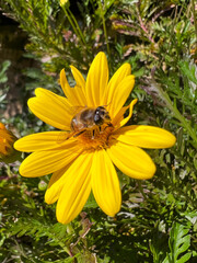 abeja polinizando flor