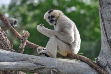 gibbon chilling in a tree