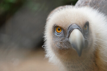 Close up of a vulture with a beautiful orange eye and large beak