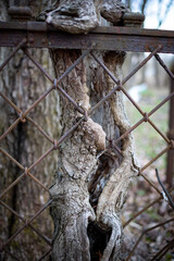 Power of nature. Old metal mesh-fence, ingrown into trees