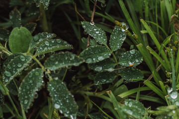 Fototapeta na wymiar Water drops on the leaf