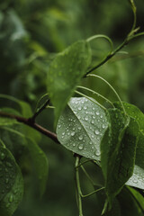 green leaves in the rain