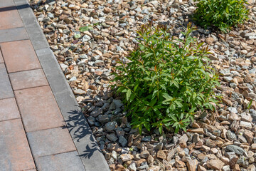 Mulching the soil with multicolored gravel. A small ornamental bush next to the sidewalk in the park