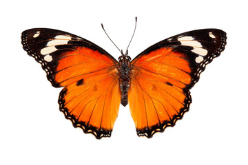 Beautiful butterfly flying isolated on white background.Tawny Coster (Acraea violae) ,Acraea terpsicore, the tawny coster, is a small, Use for graphics or advertising design.