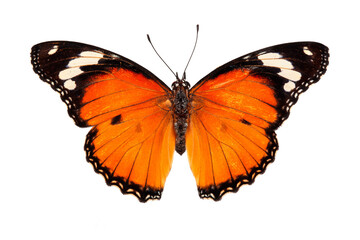 Beautiful butterfly flying isolated on white background.Tawny Coster (Acraea violae) ,Acraea...