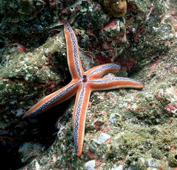 Costa Rica Pacific sea life and beach vibes