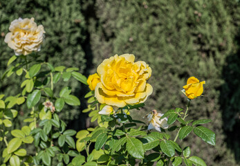 Beautiful and big yellow rose in Alhambra garden
